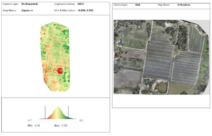 SVY2202 Assignment 2: Figure 2: Left - NDVI map of the capsicum farm, highlighting vegetation health with color-coded indices