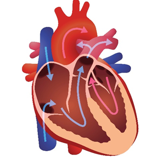 CHCCOM005  Recognise healthy body systems