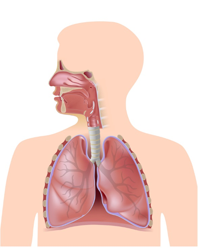 CHCCOM005  Recognise healthy body systems