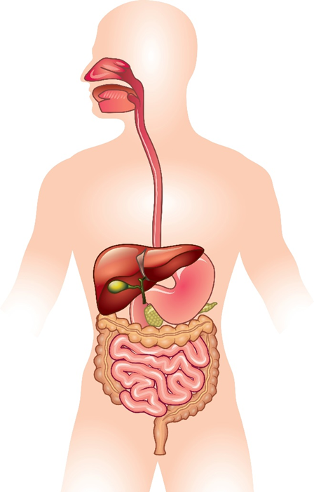 CHCCOM005  Recognise healthy body systems