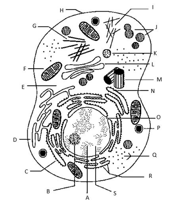  Recognise healthy body systems